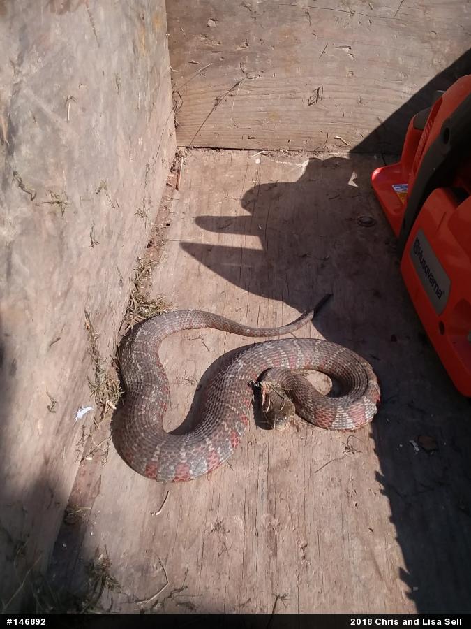 Northern Watersnake