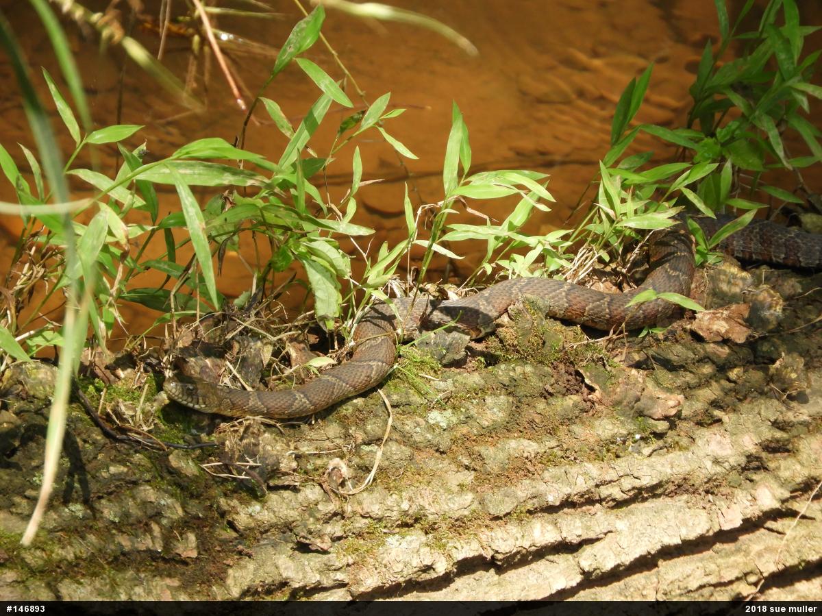 Northern Watersnake
