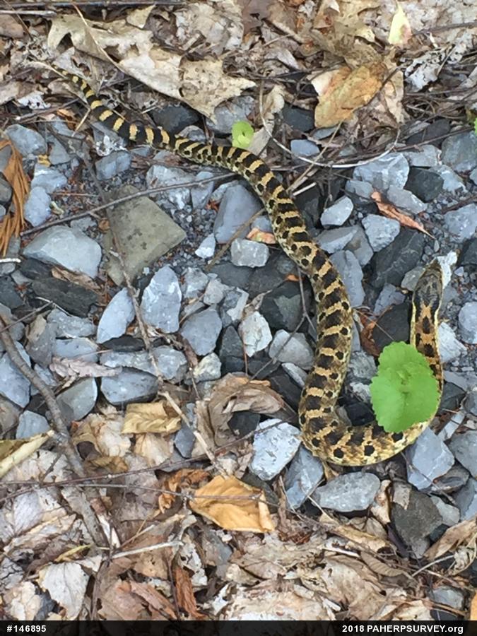 Eastern Hog-nosed Snake