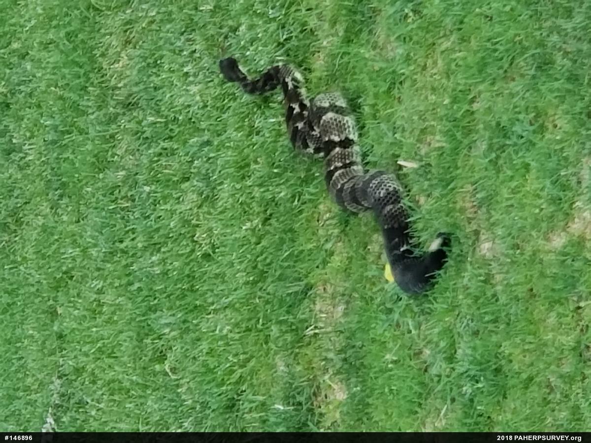 Timber Rattlesnake