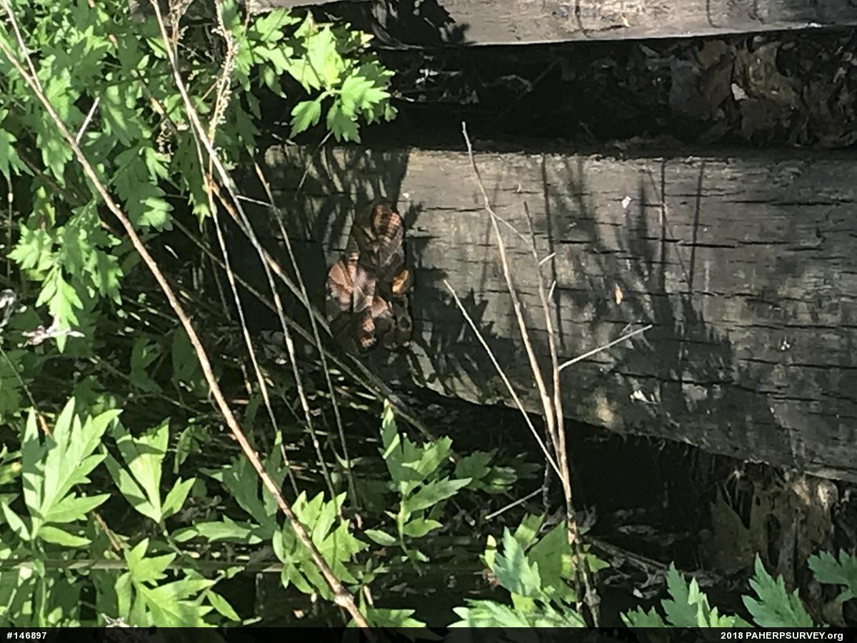 Northern Copperhead