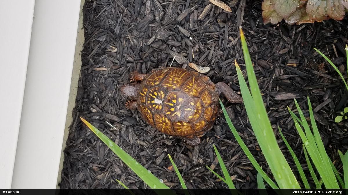 Eastern Box Turtle