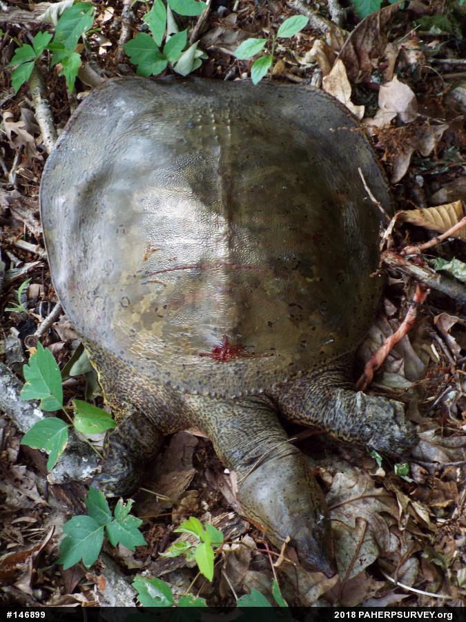 Eastern Spiny Softshell