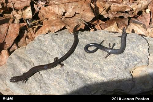 Northern Ravine Salamander