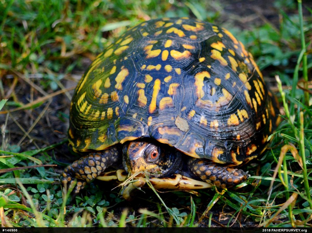 Eastern Box Turtle
