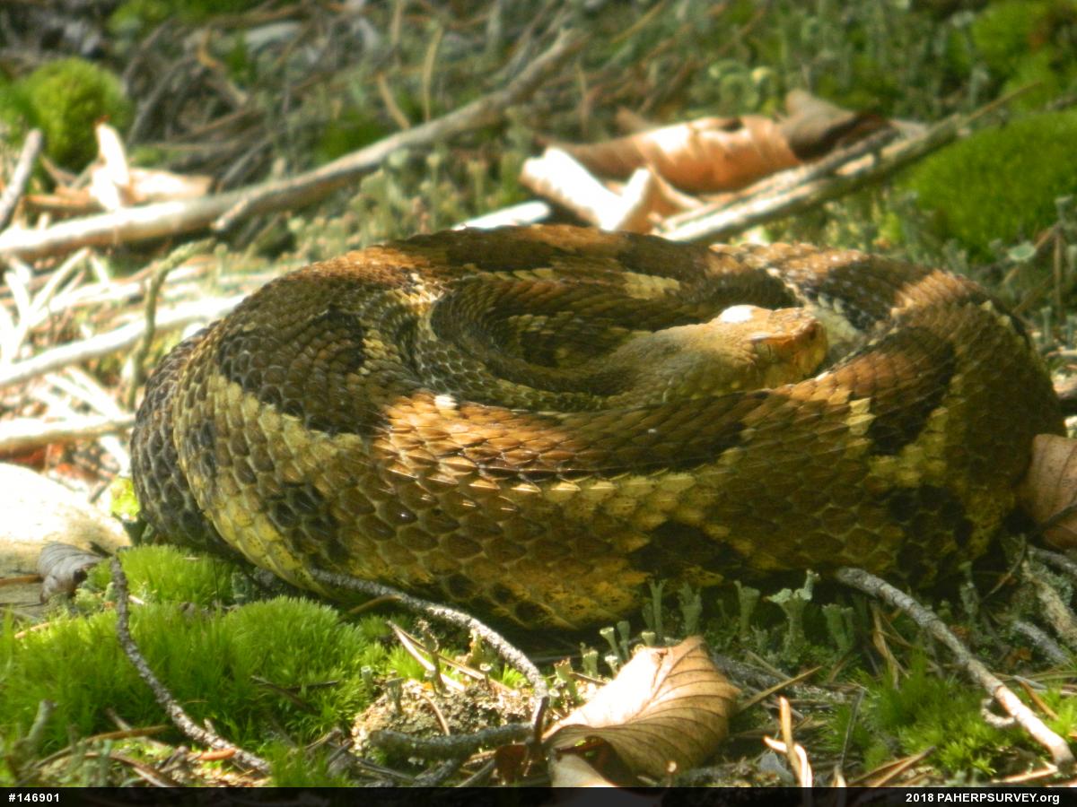 Timber Rattlesnake