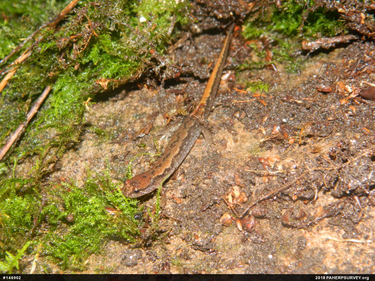 Northern Dusky Salamander