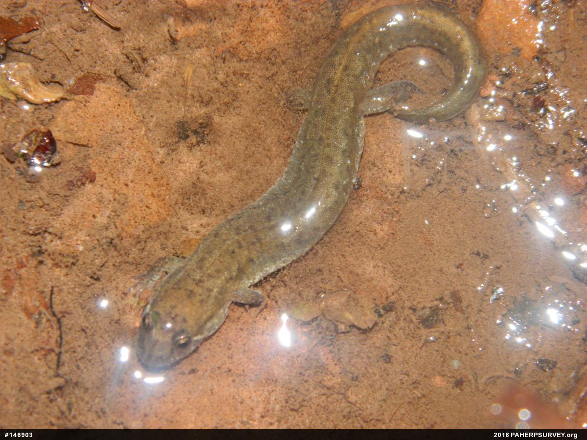 Northern Dusky Salamander