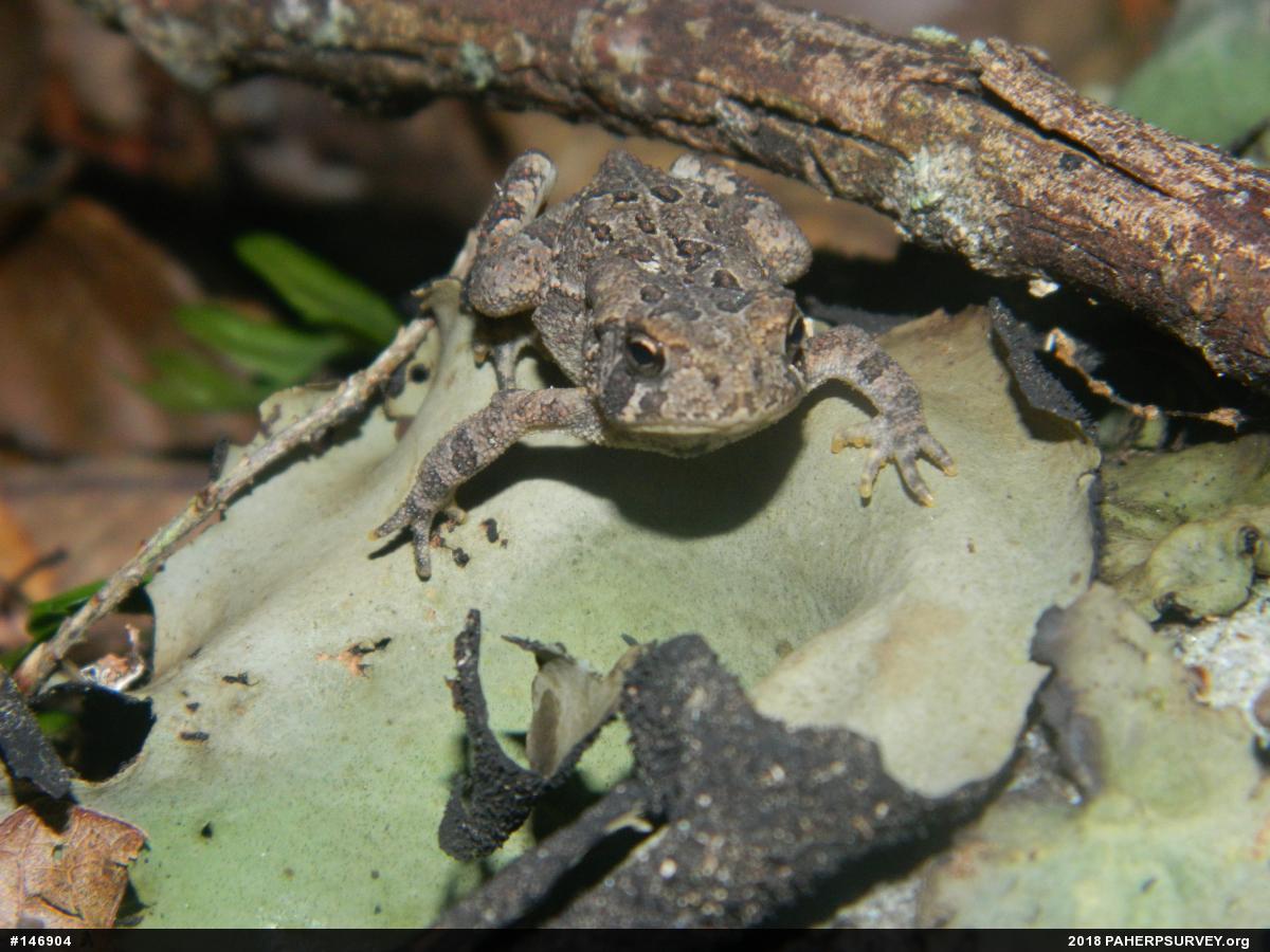 Eastern American Toad