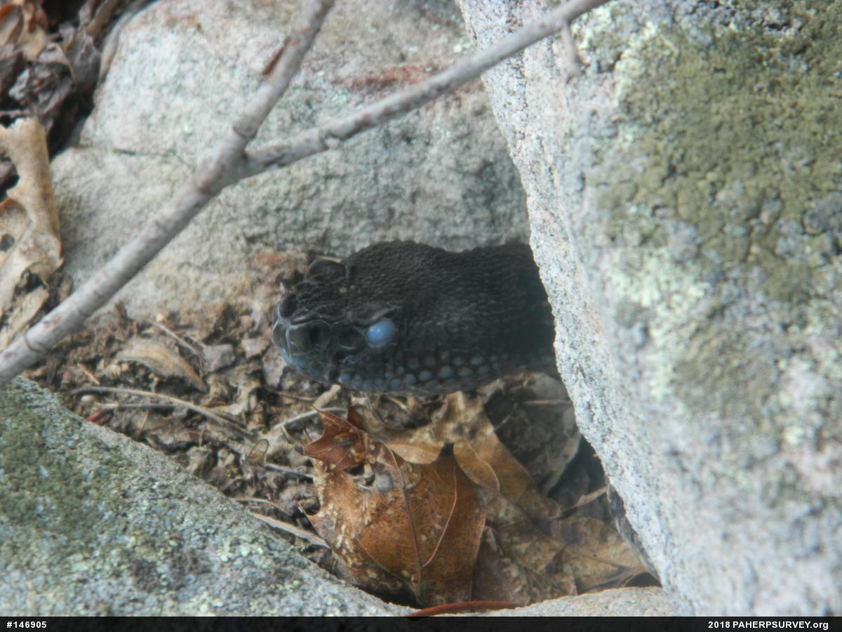 Timber Rattlesnake