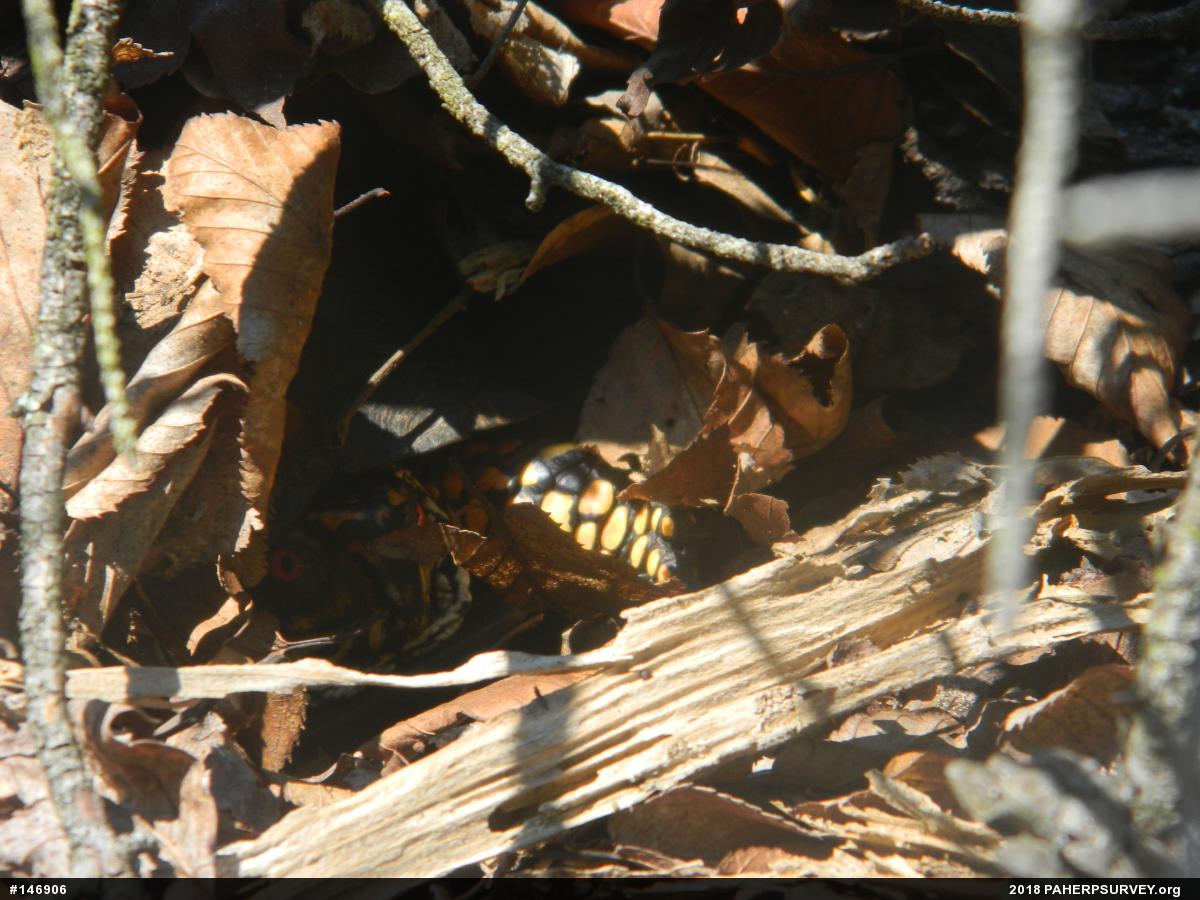 Eastern Box Turtle