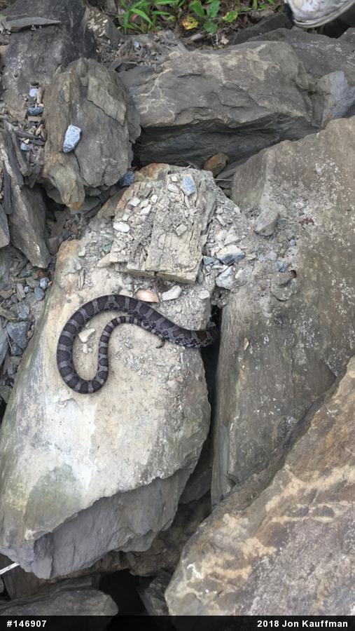 Eastern Milksnake