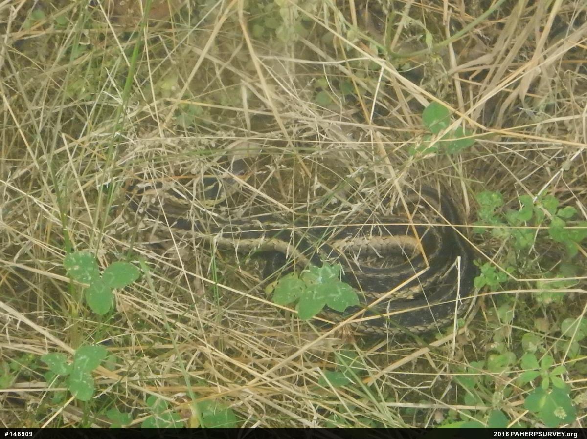 Eastern Gartersnake