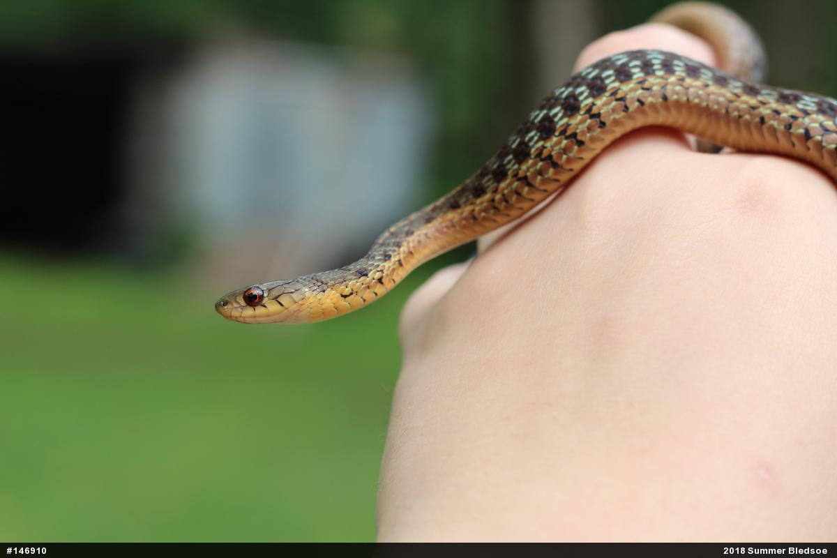 Eastern Gartersnake