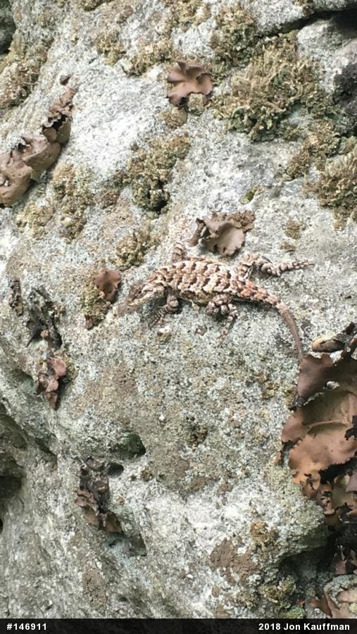 Eastern Fence Lizard