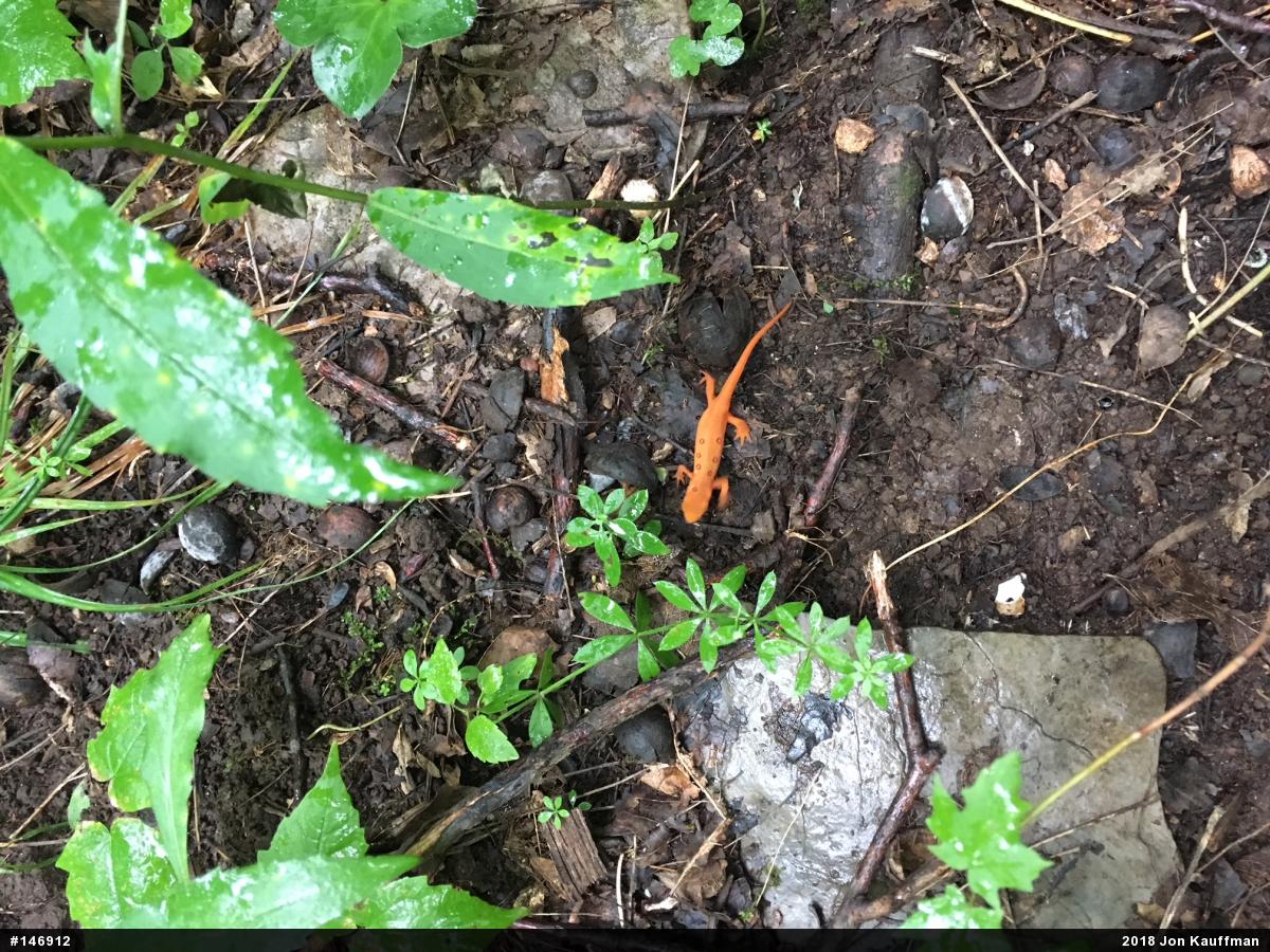 Red-spotted Newt