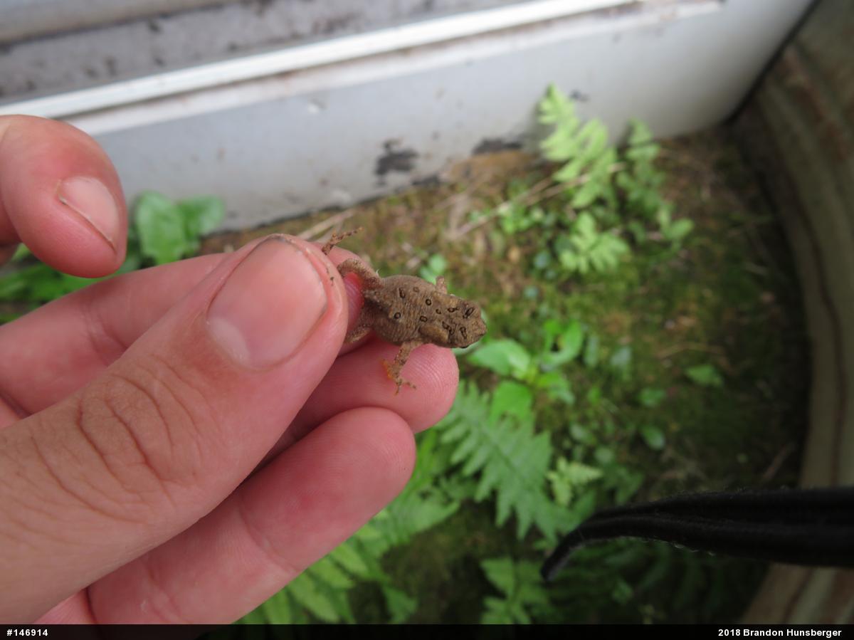 Eastern American Toad