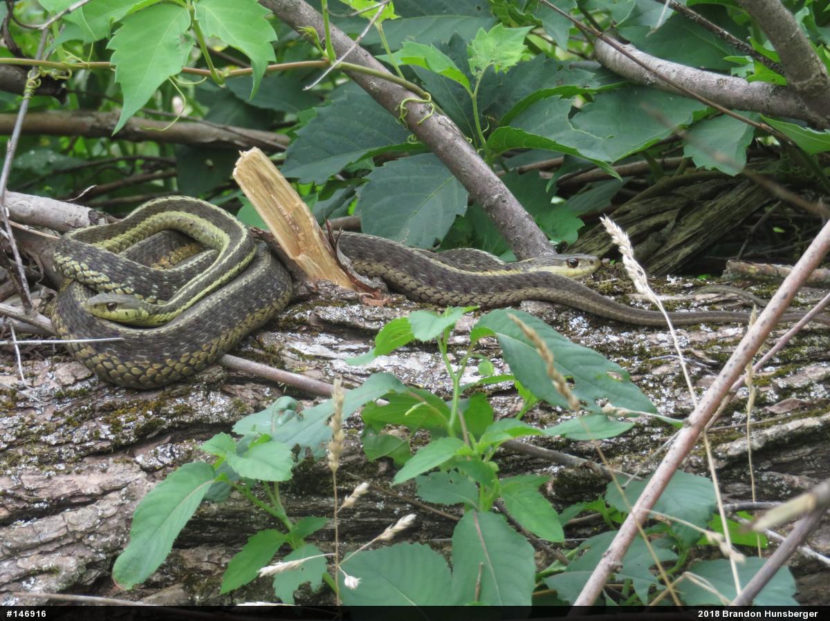 Eastern Gartersnake