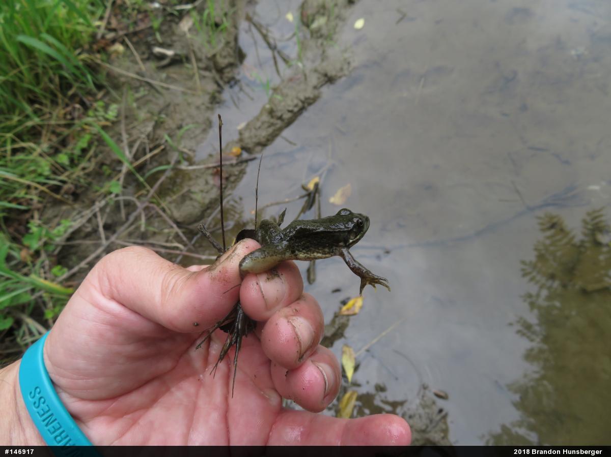 Green Frog