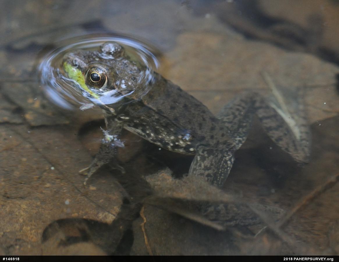 Green Frog