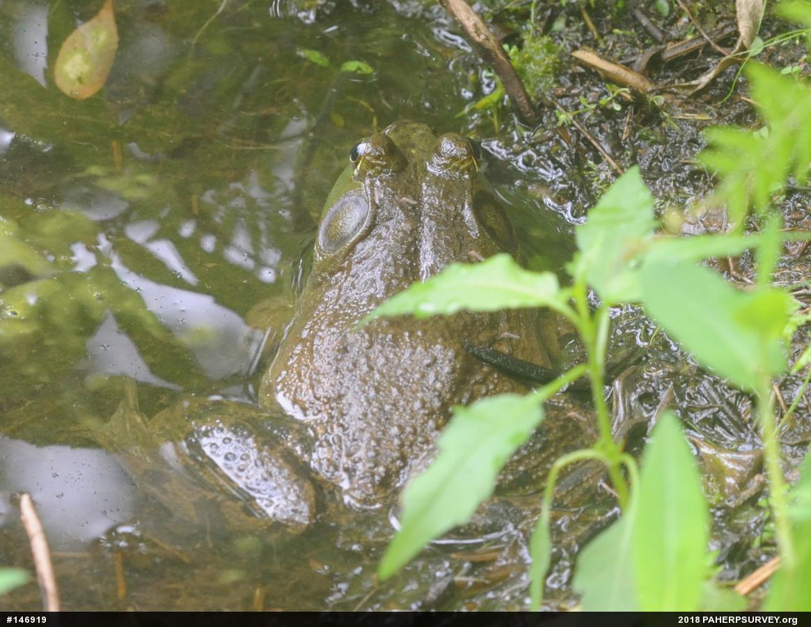 American Bullfrog