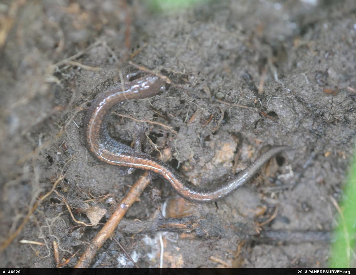 Eastern Red-backed  Salamander