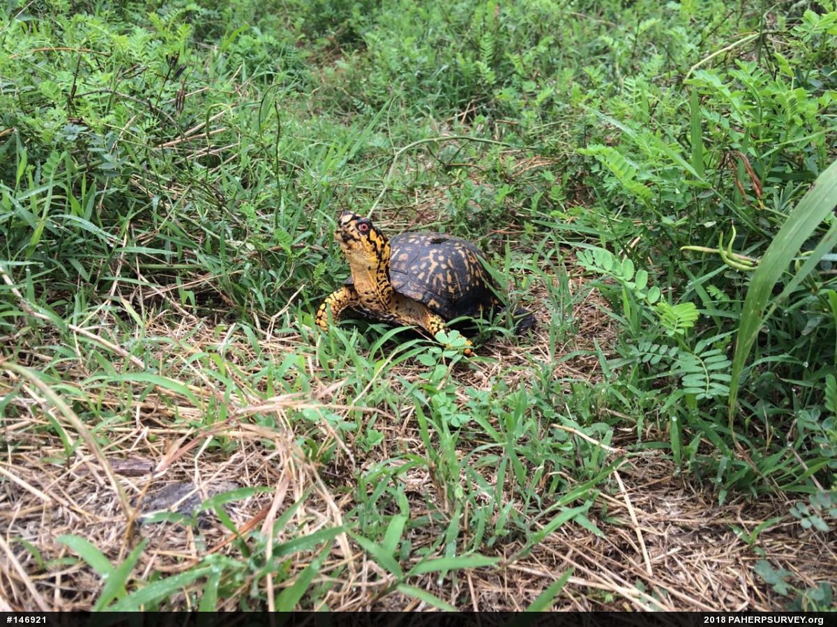 Eastern Box Turtle