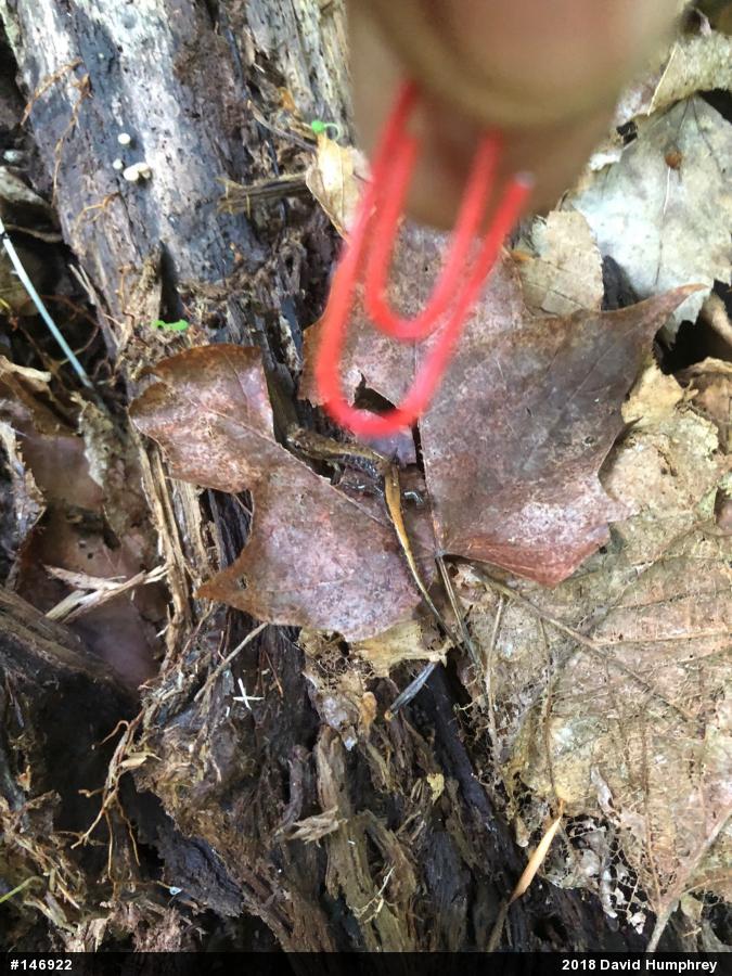 Allegheny Mountain Dusky Salamander