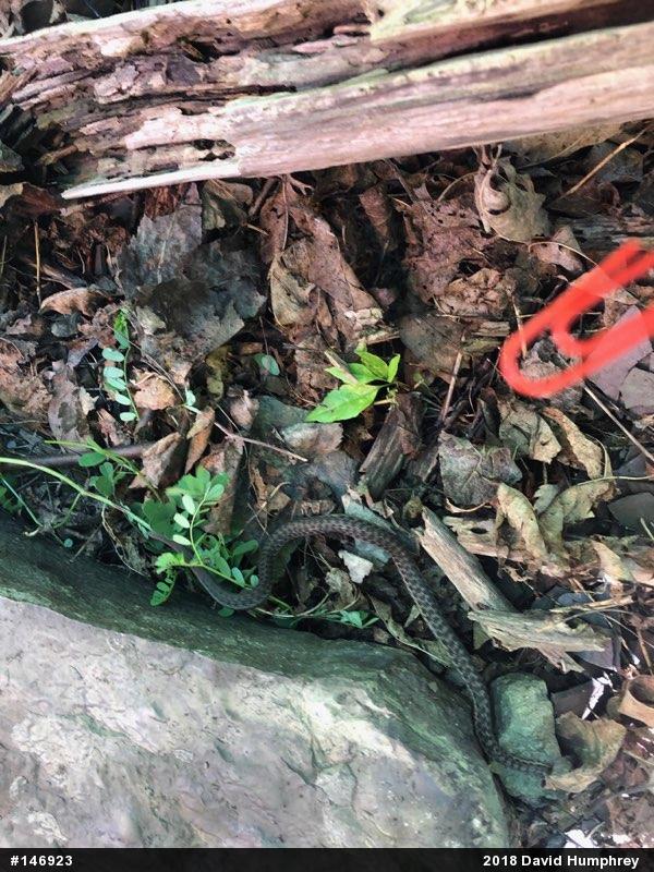 Eastern Gartersnake