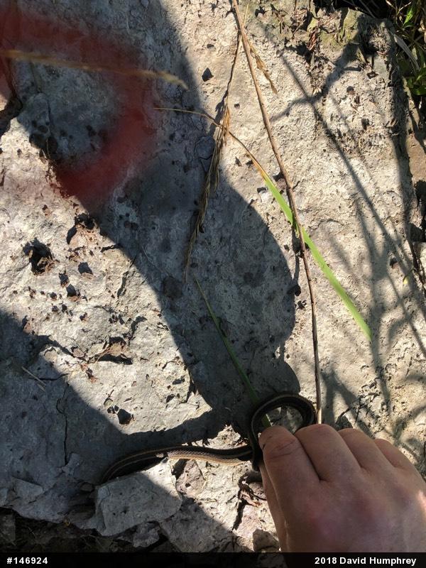 Garter & Ribbon Snakes
