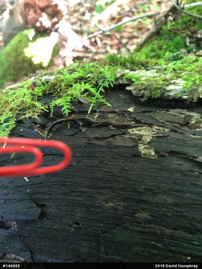 Allegheny Mountain Dusky Salamander