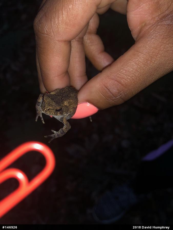 Eastern American Toad