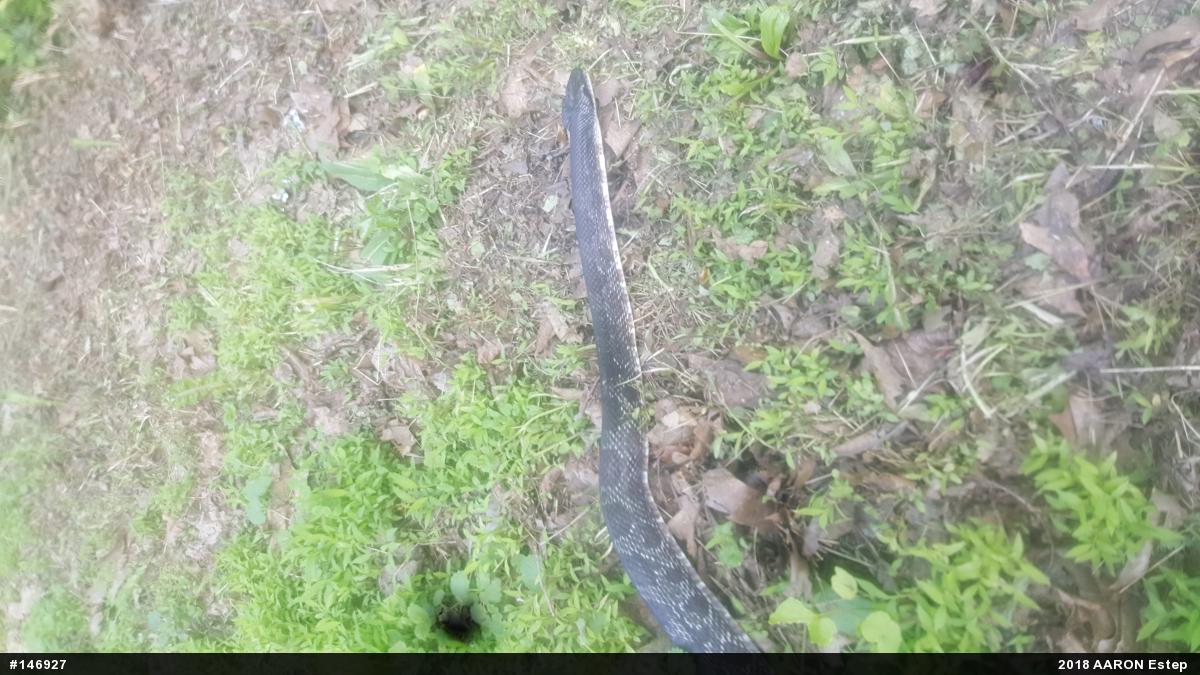 Eastern Ratsnake