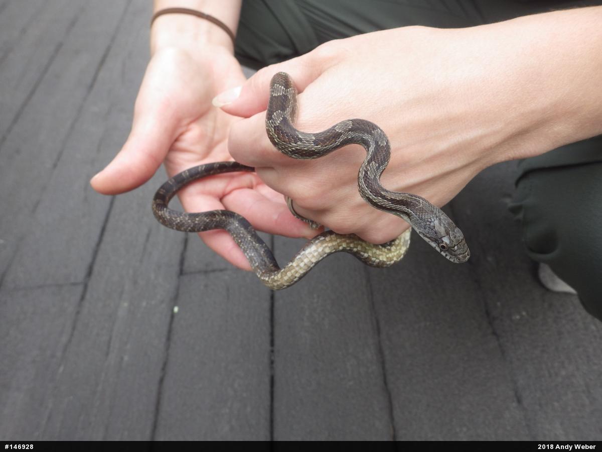 Eastern Ratsnake