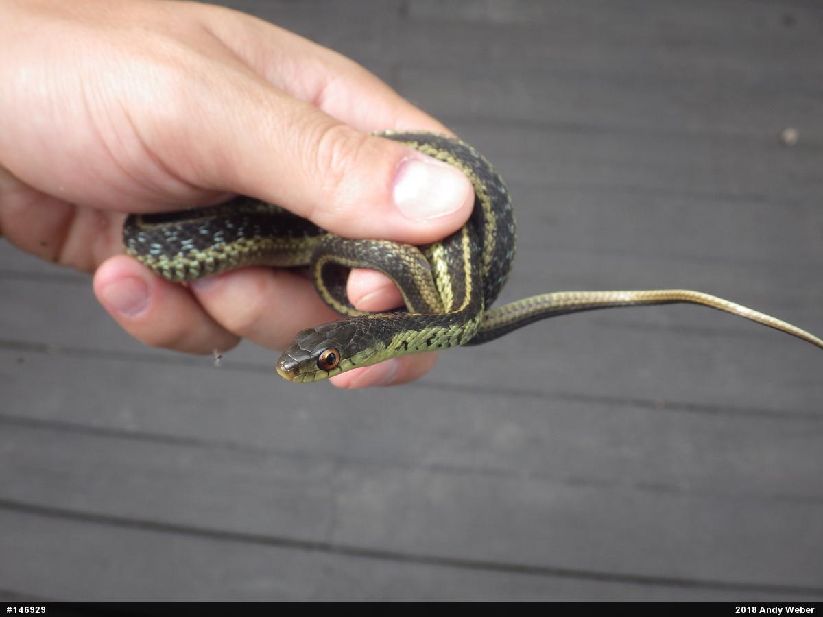 Eastern Gartersnake