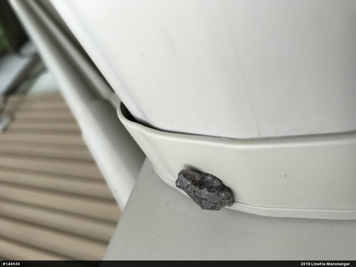 Unknown Gray Treefrog