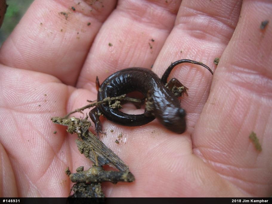 Allegheny Mountain Dusky Salamander