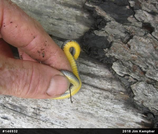 Northern Ring-necked Snake