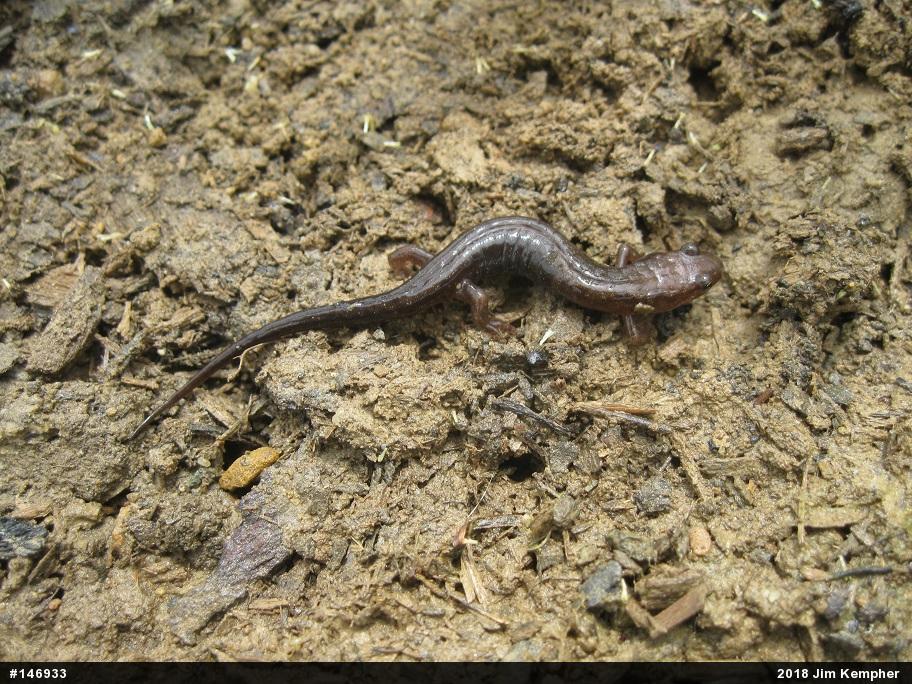 Allegheny Mountain Dusky Salamander