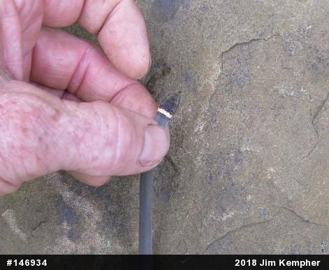 Northern Ring-necked Snake
