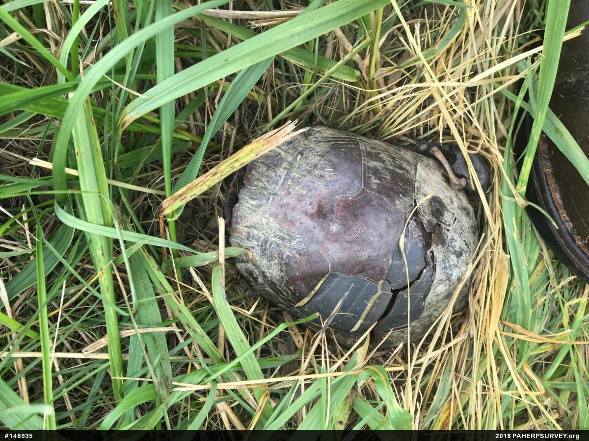 Painted Turtle