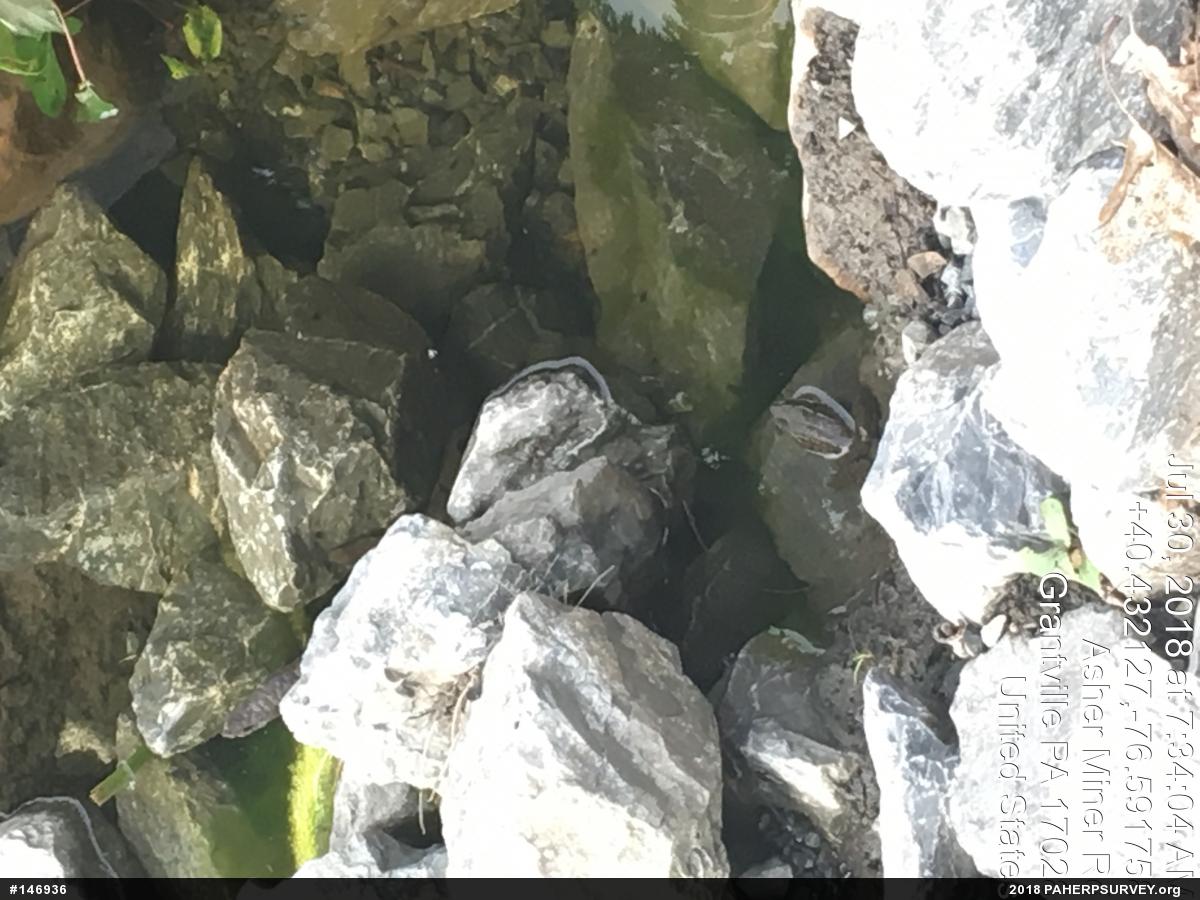 Green Frog