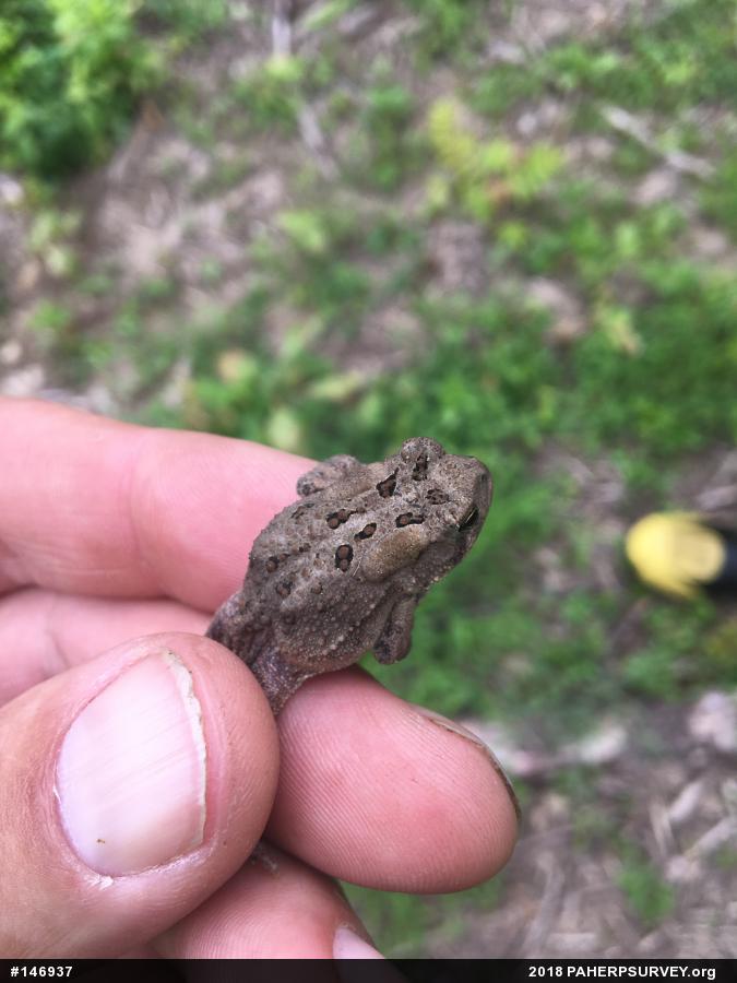 Eastern American Toad