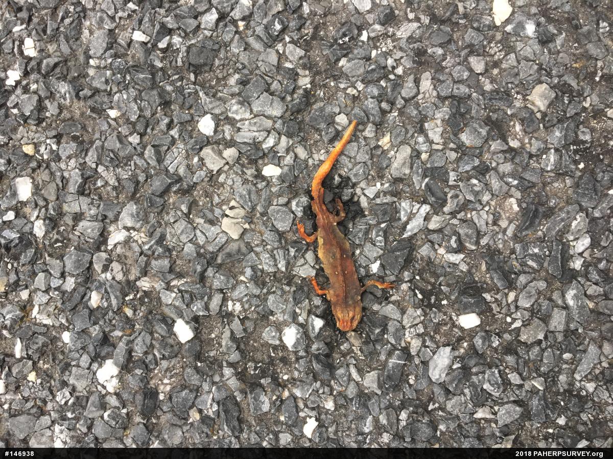 Red-spotted Newt