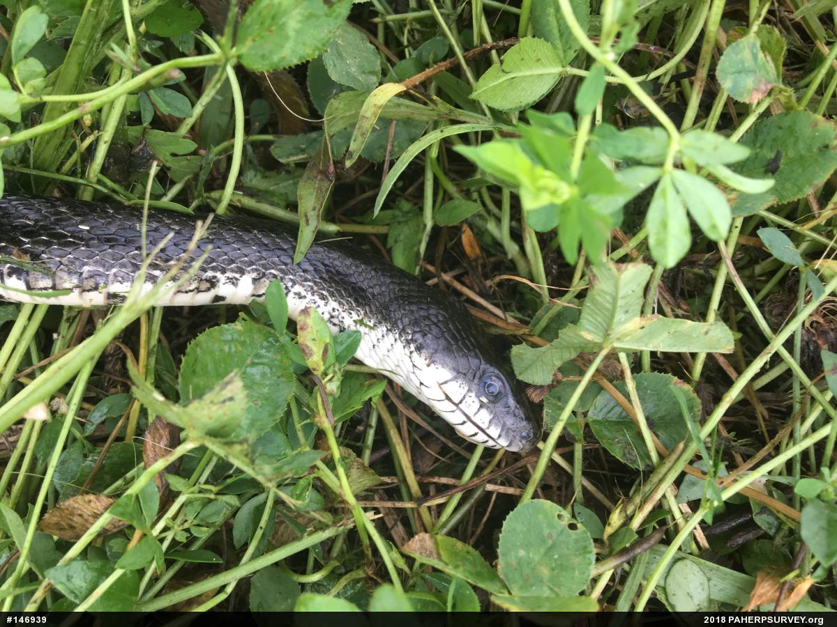 Eastern Ratsnake