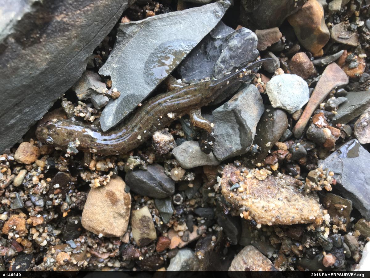 Northern Dusky Salamander