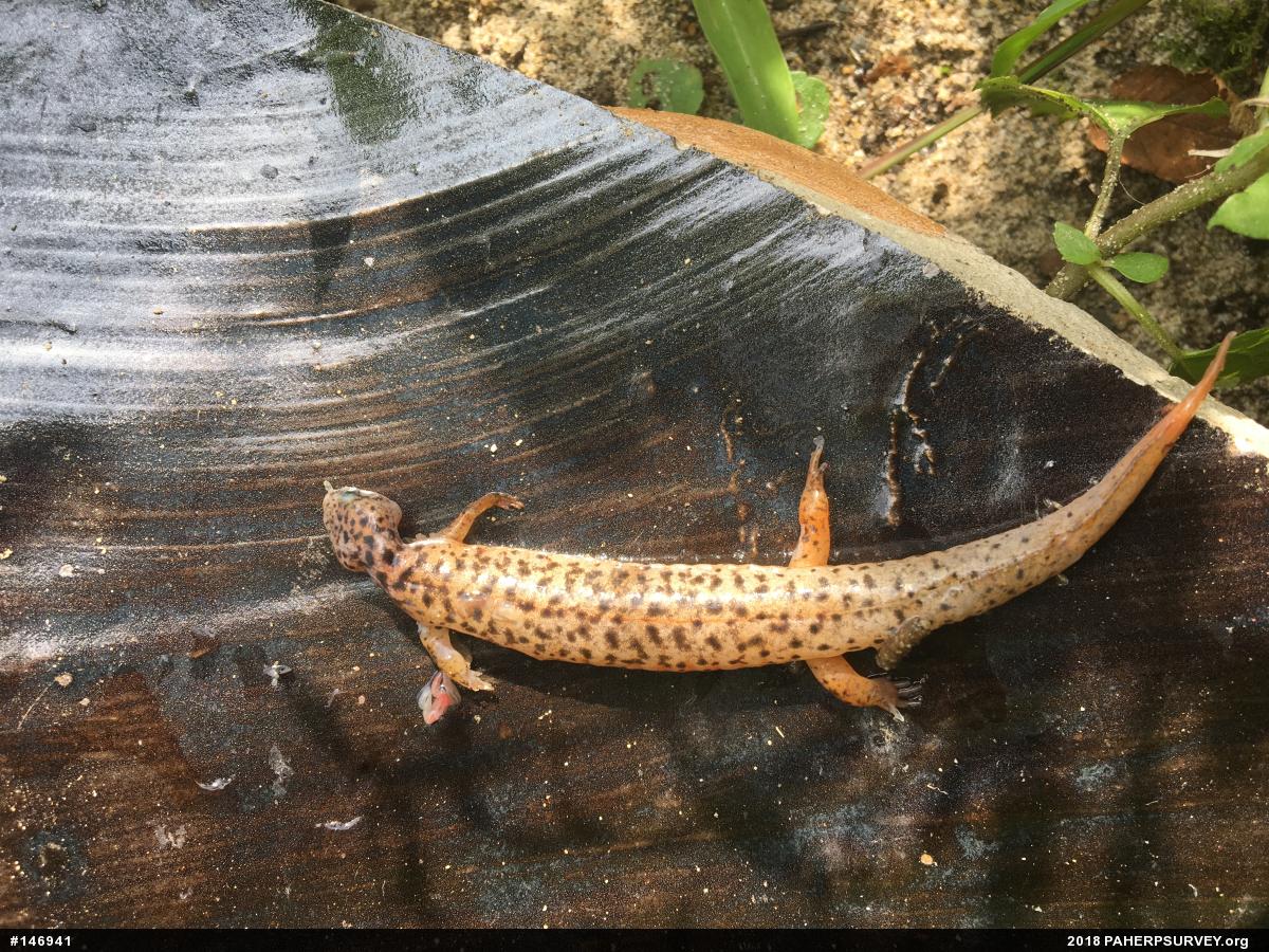 Northern Red Salamander