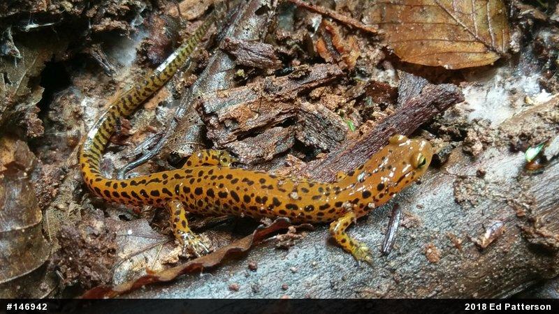 Eastern Long-tailed Salamander