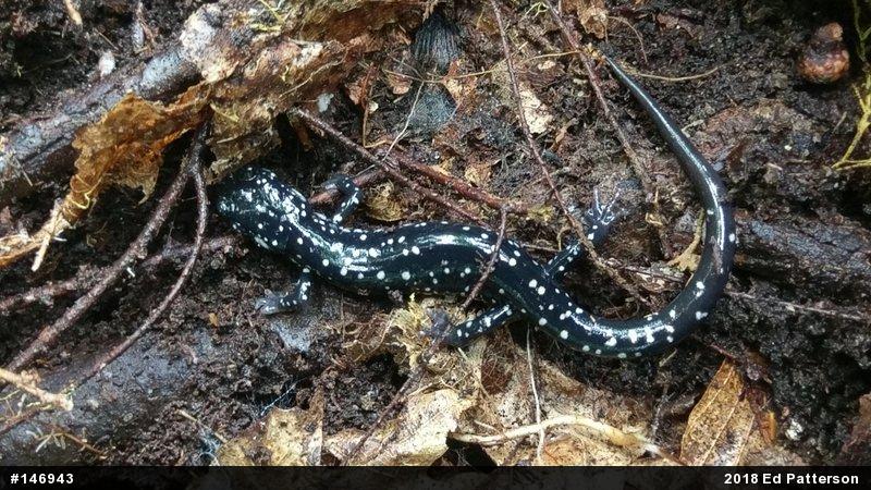 Northern Slimy Salamander