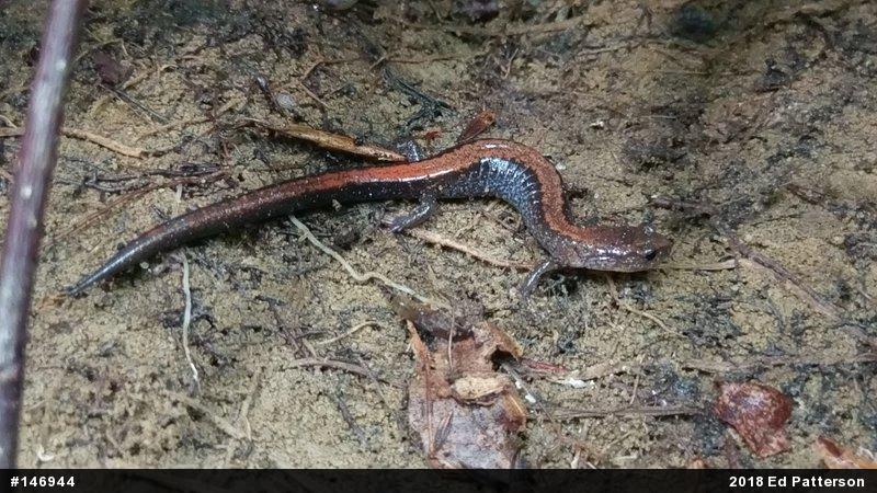 Eastern Red-backed  Salamander